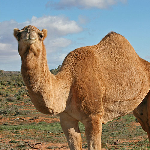 tan single hump camel